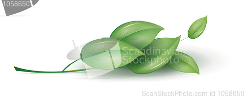 Image of green plant
