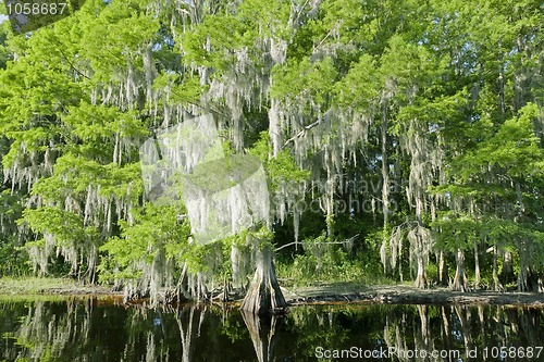 Image of Florida swamp landscape