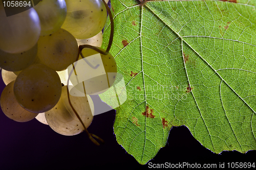 Image of White Grapes