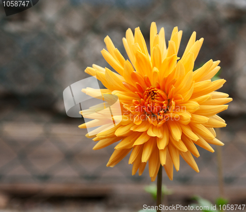 Image of Yellow flower on green stalk