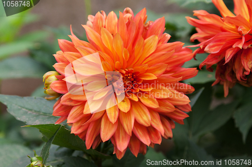 Image of Red dahlia