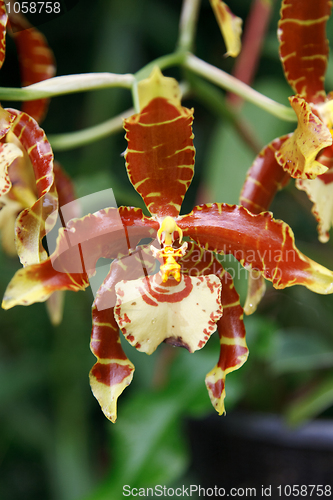 Image of Brown orchid