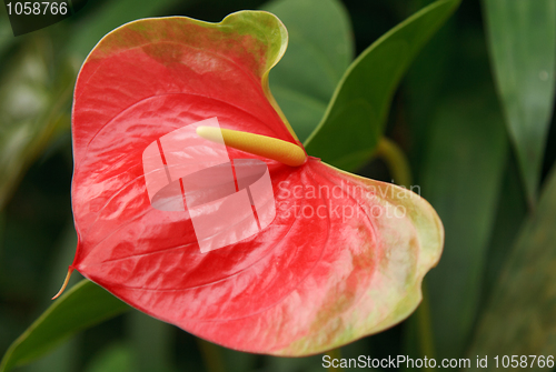 Image of Red exotic flower
