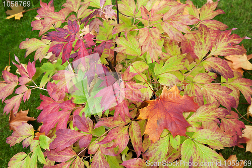 Image of Autumn sheet on green herb