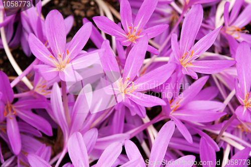 Image of Flowerbed with violet colour crocus