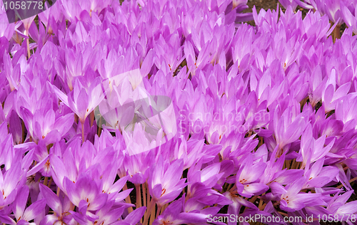 Image of Flowerbed with violet colour crocus