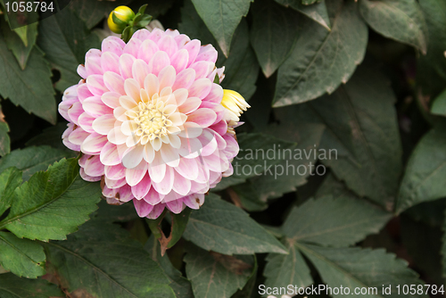 Image of Violet flower head
