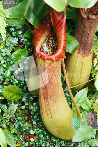 Image of Ravenous tropical plant