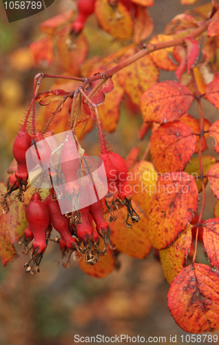 Image of Fruits of the red wild rose