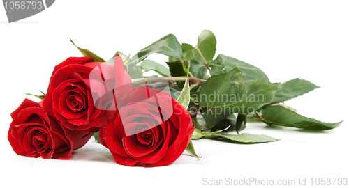 Image of Three red roses