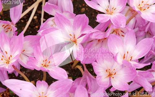 Image of Flowerbed with violet colour crocus