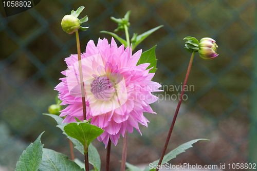 Image of Violet flower head