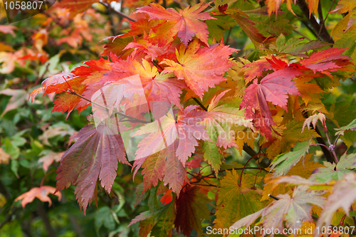 Image of Autumn sheet on green herb