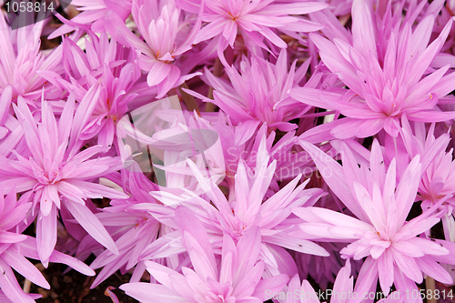 Image of Flowerbed with violet colour crocus