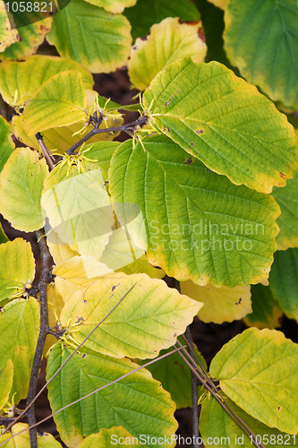 Image of Green and yellow sheet