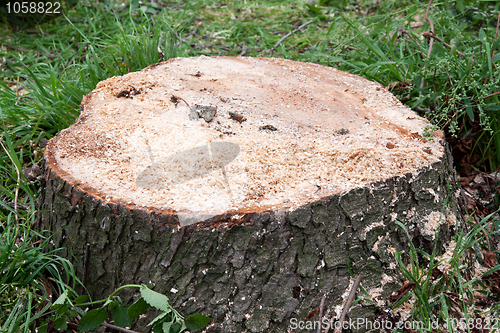 Image of Sawed down stump