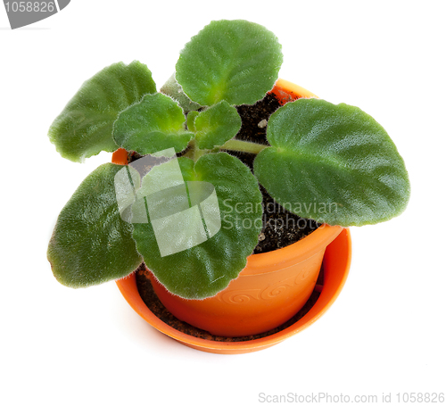 Image of Green violet in orange pot