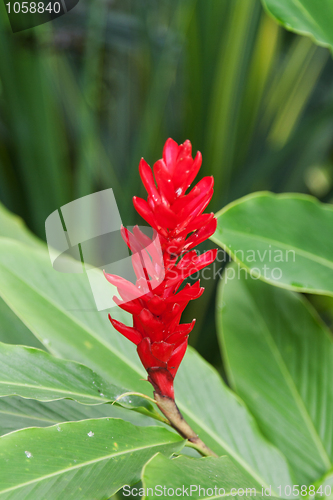 Image of Exotic red flower