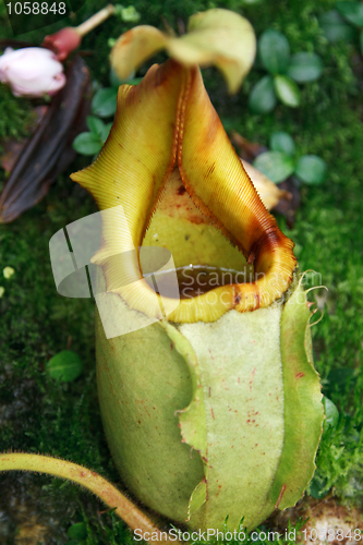 Image of Ravenous tropical plant