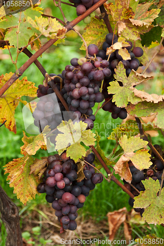 Image of Blue grape grows with yellow sheet