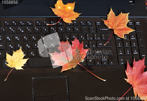 Image of Autumn leaves lie on a black laptop keyboard