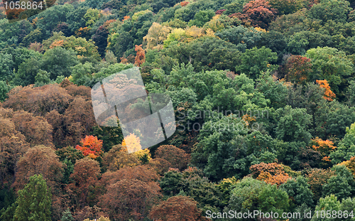 Image of Autumnal forest on a hill in Prague