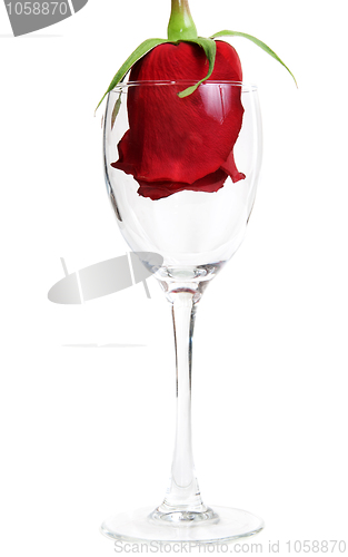 Image of Red Rose in a glass goblet