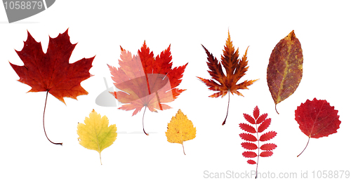 Image of Dry autumn sheet
