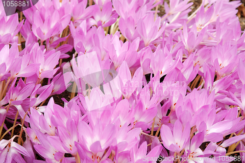 Image of Flowerbed with violet colour crocus