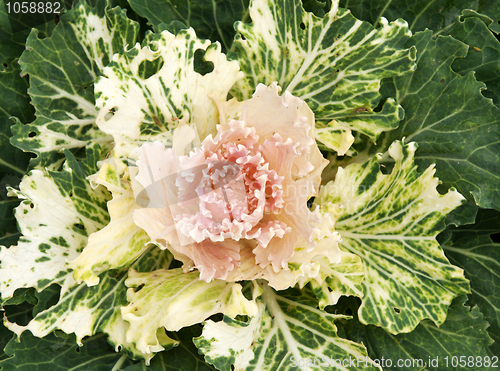 Image of Violet cabbage