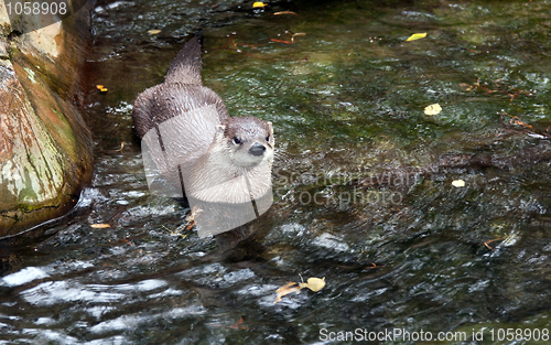 Image of Otter in the water in a zoo in Prague