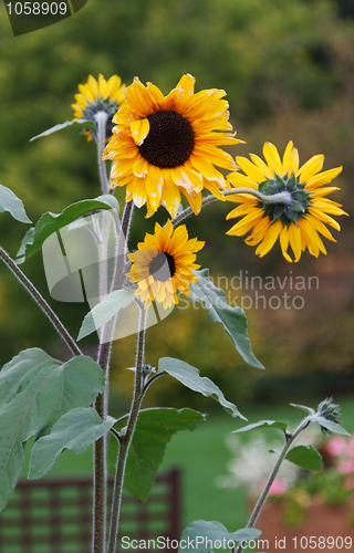 Image of Three sunflowers on background verdure in park