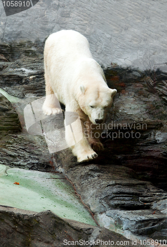 Image of Polar bear down on the rocks
