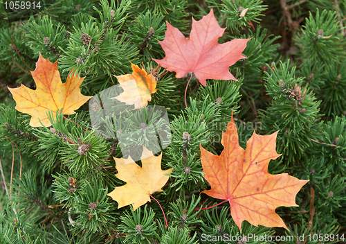 Image of Autumn maple leaves