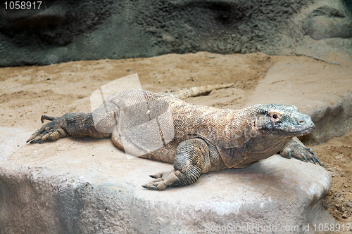 Image of Varan is on the rocks