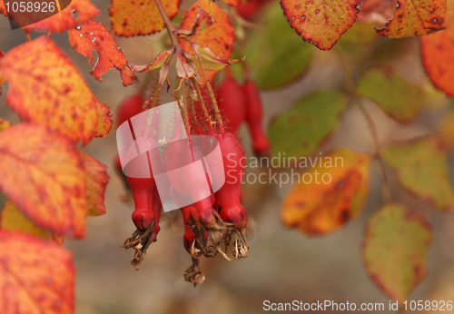 Image of Fruits of the red wild rose