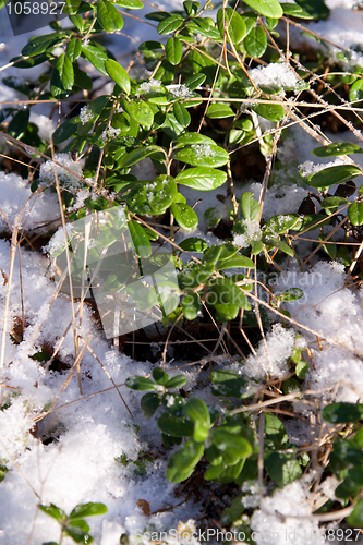 Image of Green sheet of the cowberry