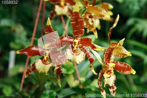 Image of Brown orchid
