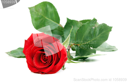 Image of Red rose with green stem