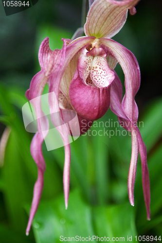 Image of Exotic rose flower on background