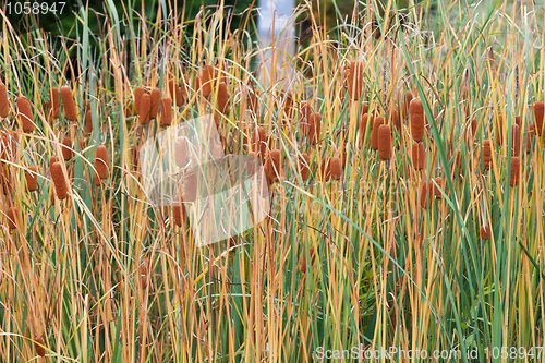 Image of Bulrushes with yellow herb and brown fruit