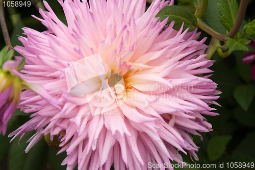 Image of Violet flower head