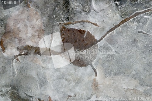 Image of Leaf Collage