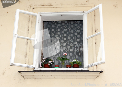 Image of Opened the window, the flowers