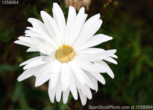 Image of Blanching daisywheel with yellow medium