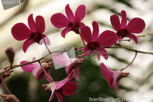 Image of Violet orchids on branch