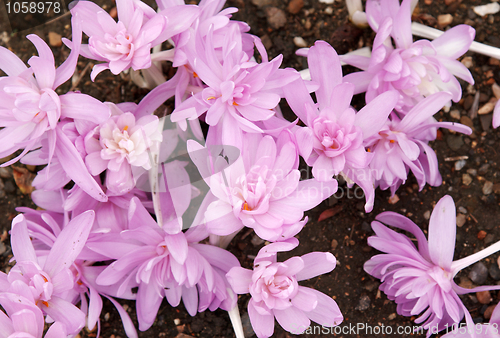 Image of Flowerbed with violet colour crocus