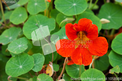 Image of Red flower