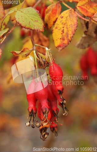 Image of Fruits of the red wild rose