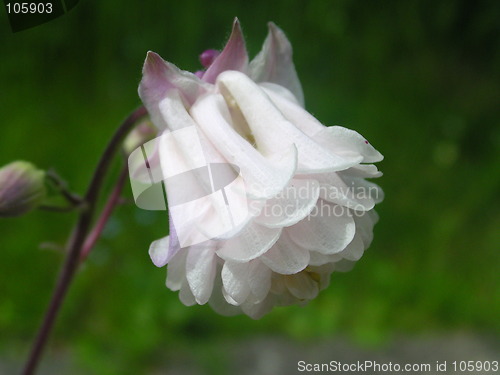 Image of Aquilegia